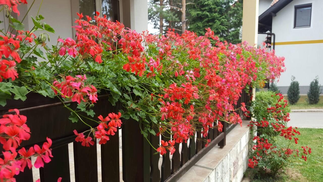 Guest House Vila Zunic Златибор Экстерьер фото